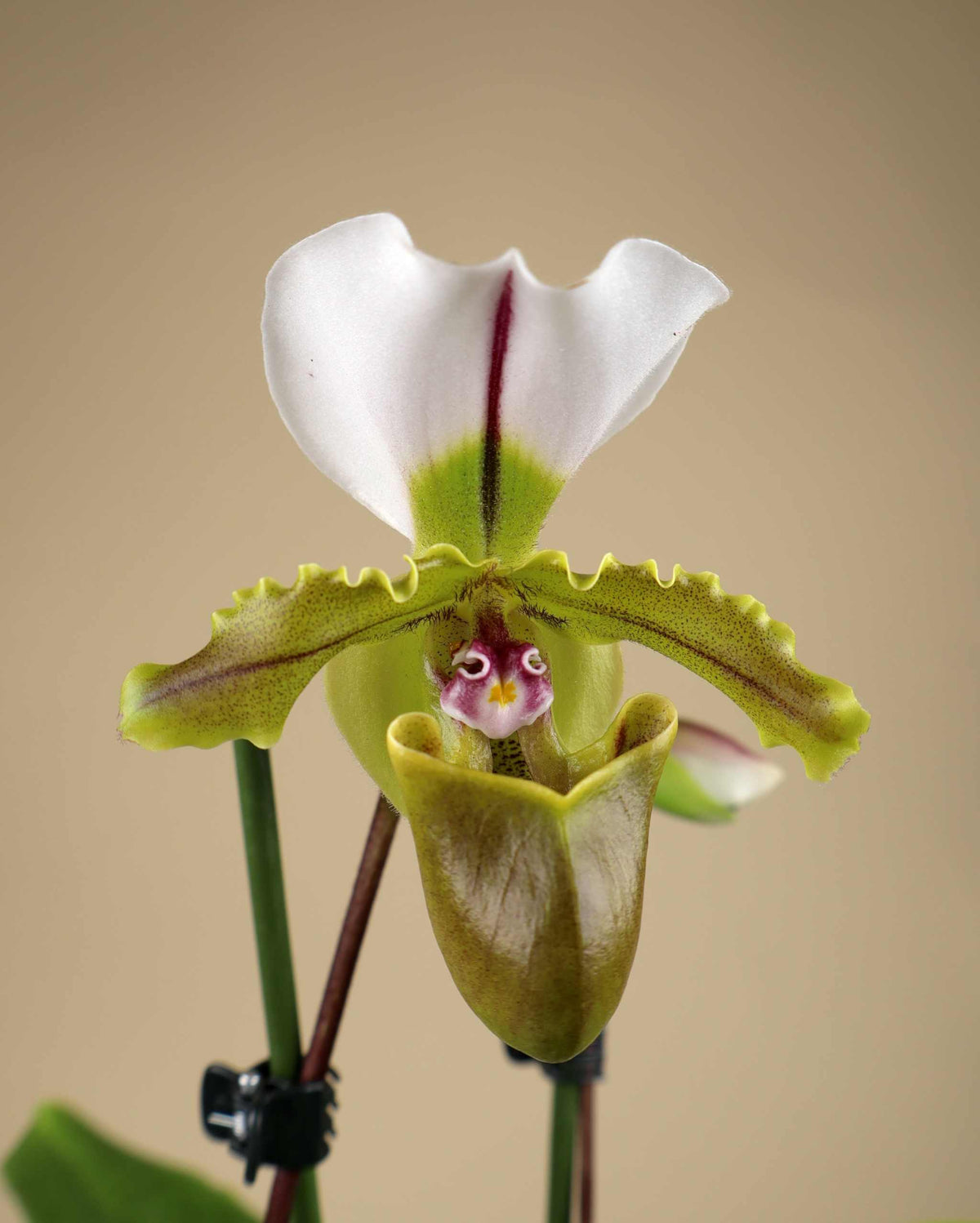 Paphiopedilum spicerianum