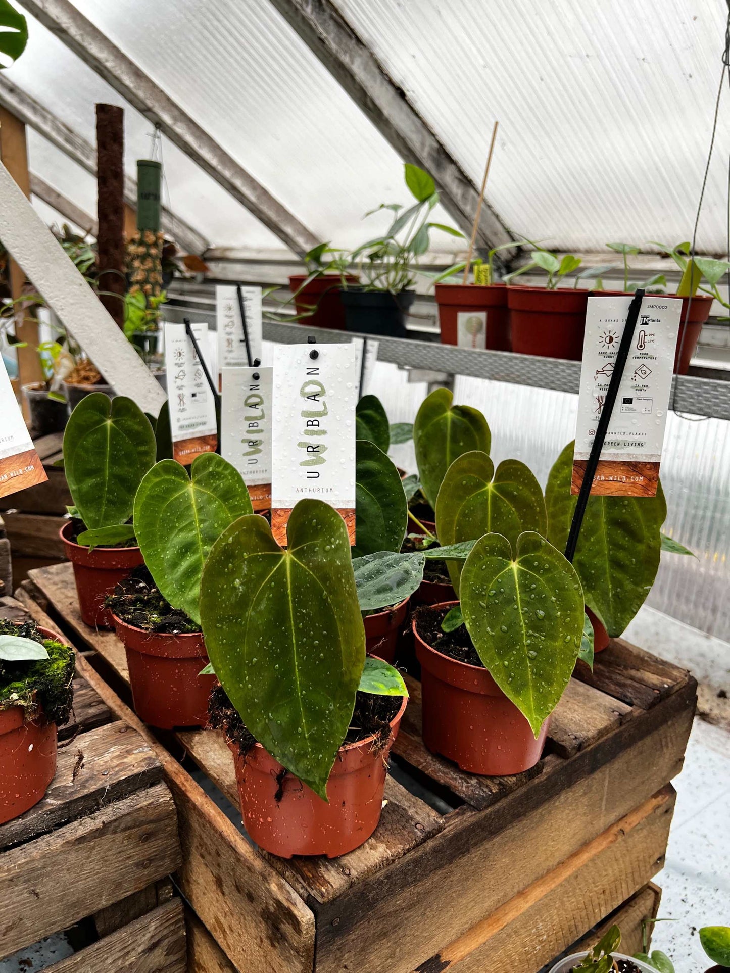 Anthurium papillilaminum