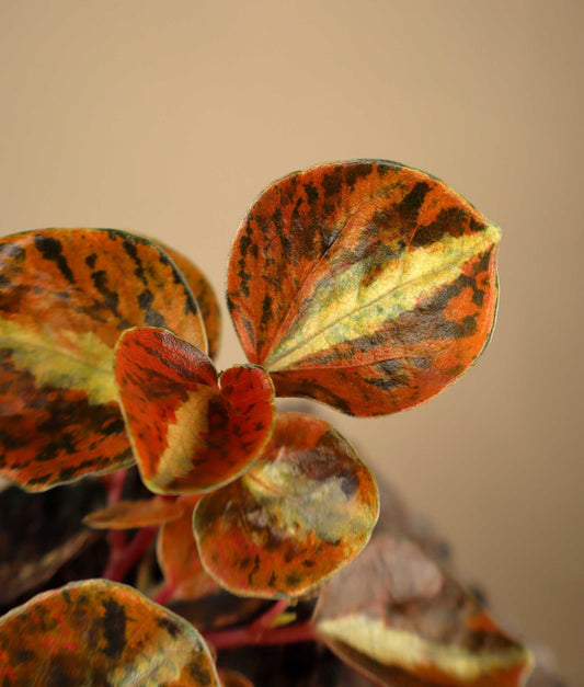 Peperomia metallica 'Creme Brulee'