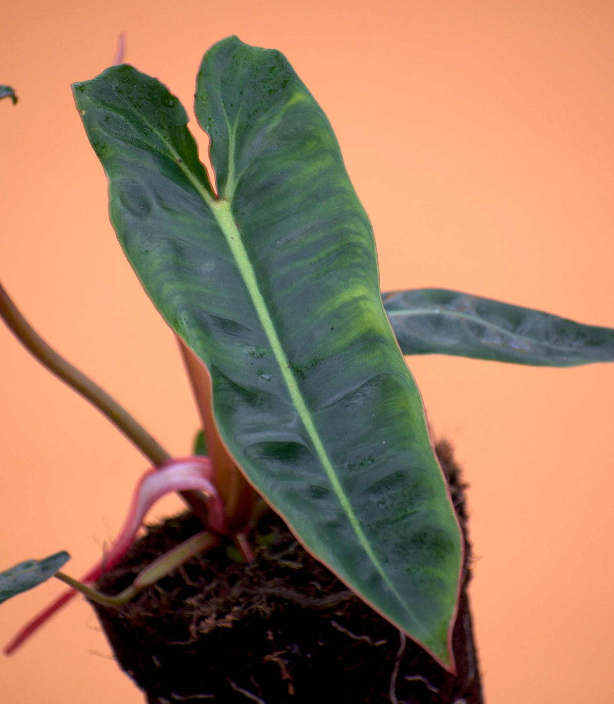 Philodendron billietiae
