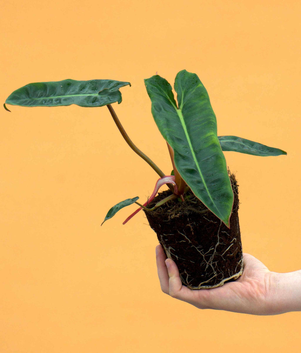 Philodendron billietiae