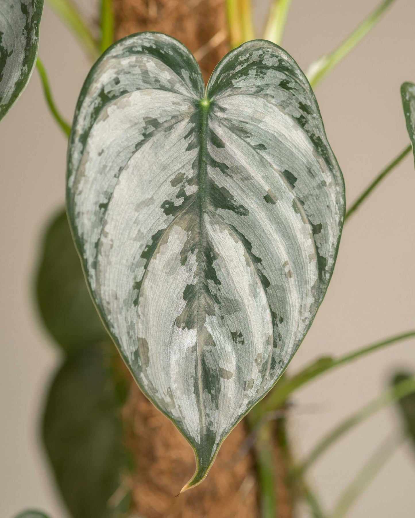 Philodendron brandtiaum kokosstav