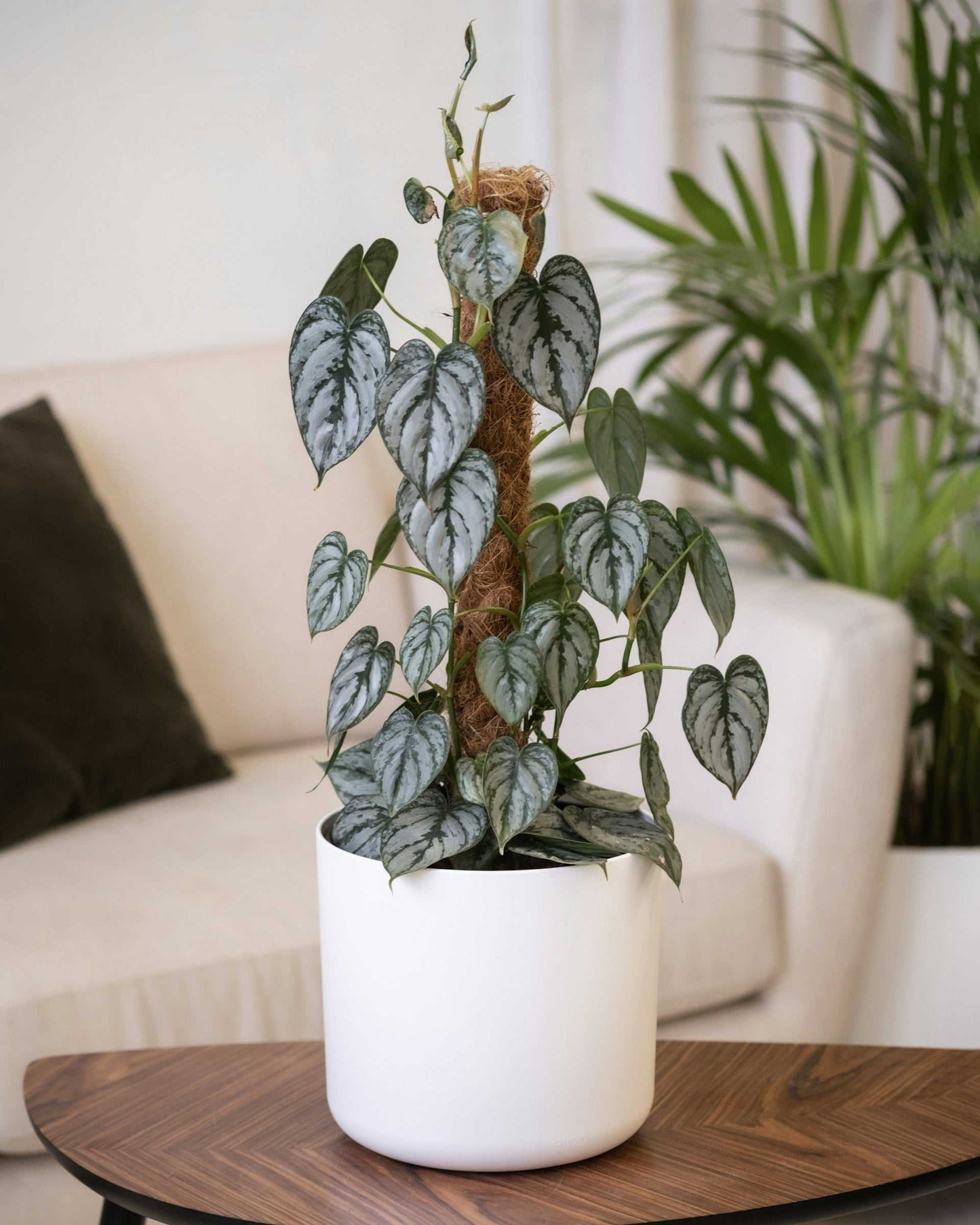 Philodendron brandtiaum kokosstav