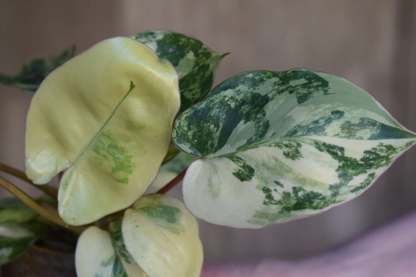 Philodendron burle marx variegata rare plant variegated exotic