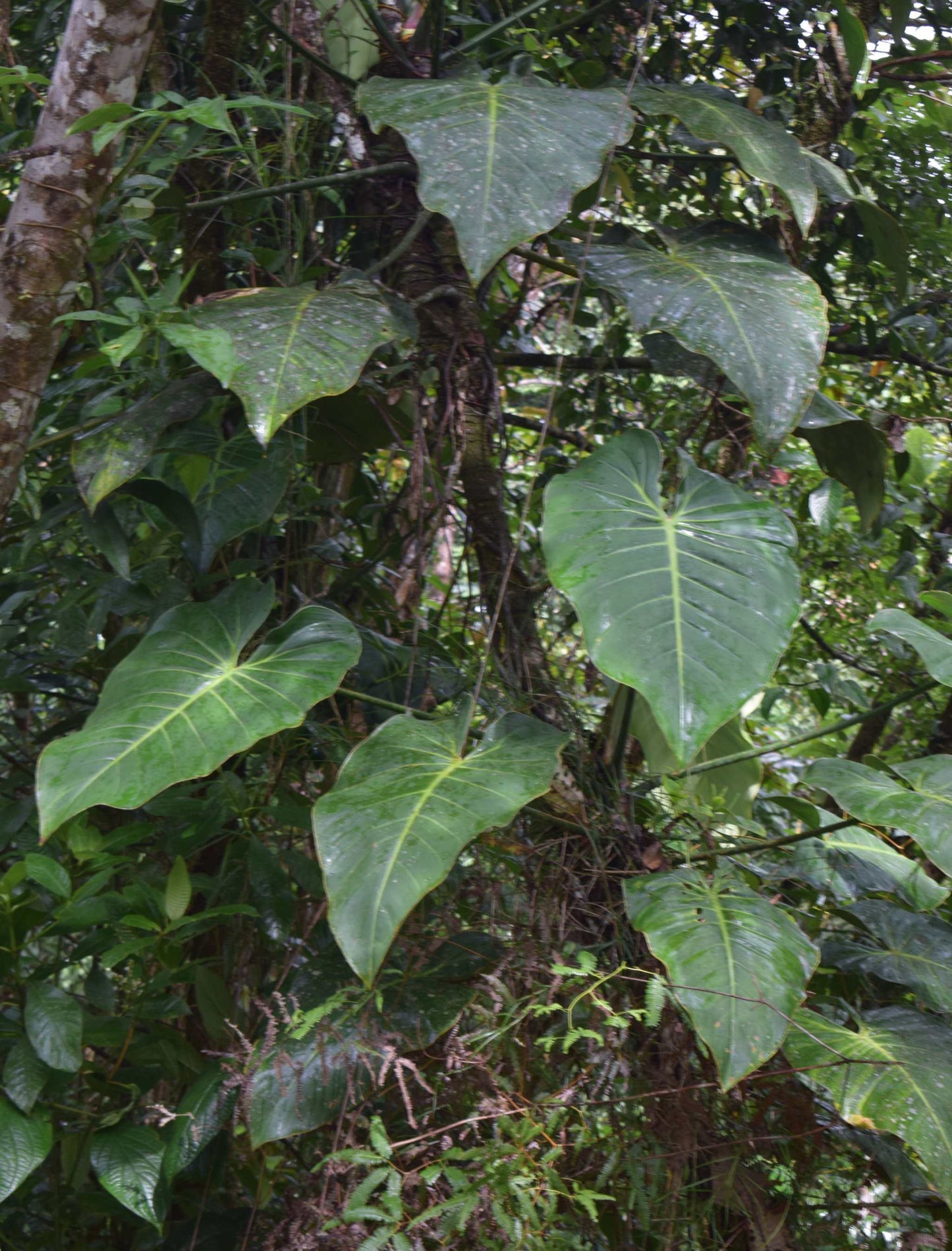 Philodendron gigas