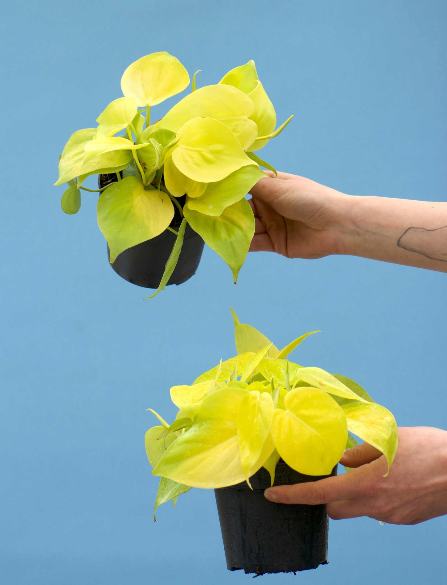 Philodendron hederaceum 'lemon lime'