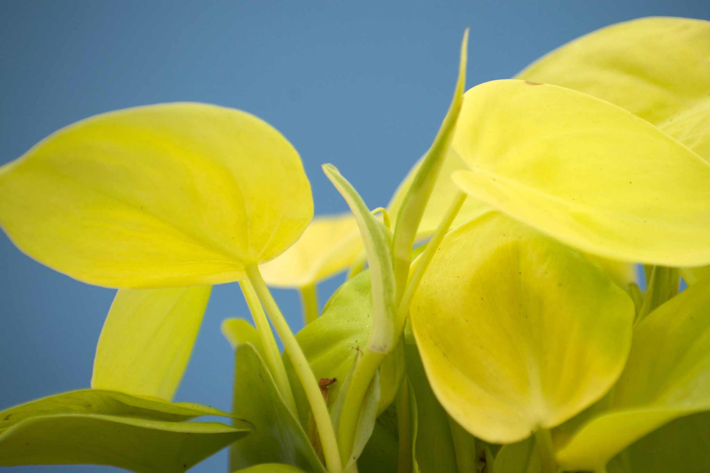Philodendron hederaceum 'lemon lime'