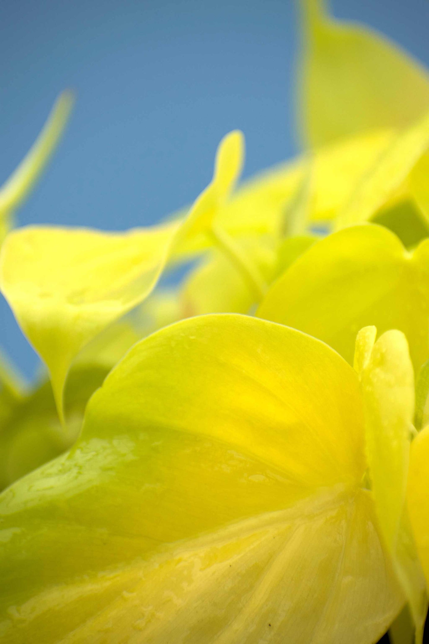 Philodendron hederaceum 'lemon lime'