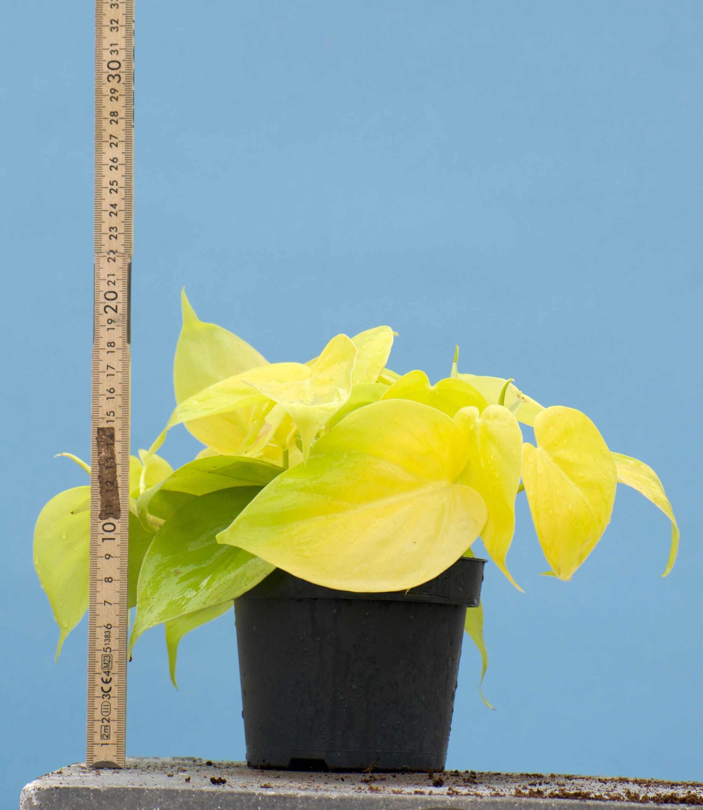 Philodendron hederaceum 'lemon lime'