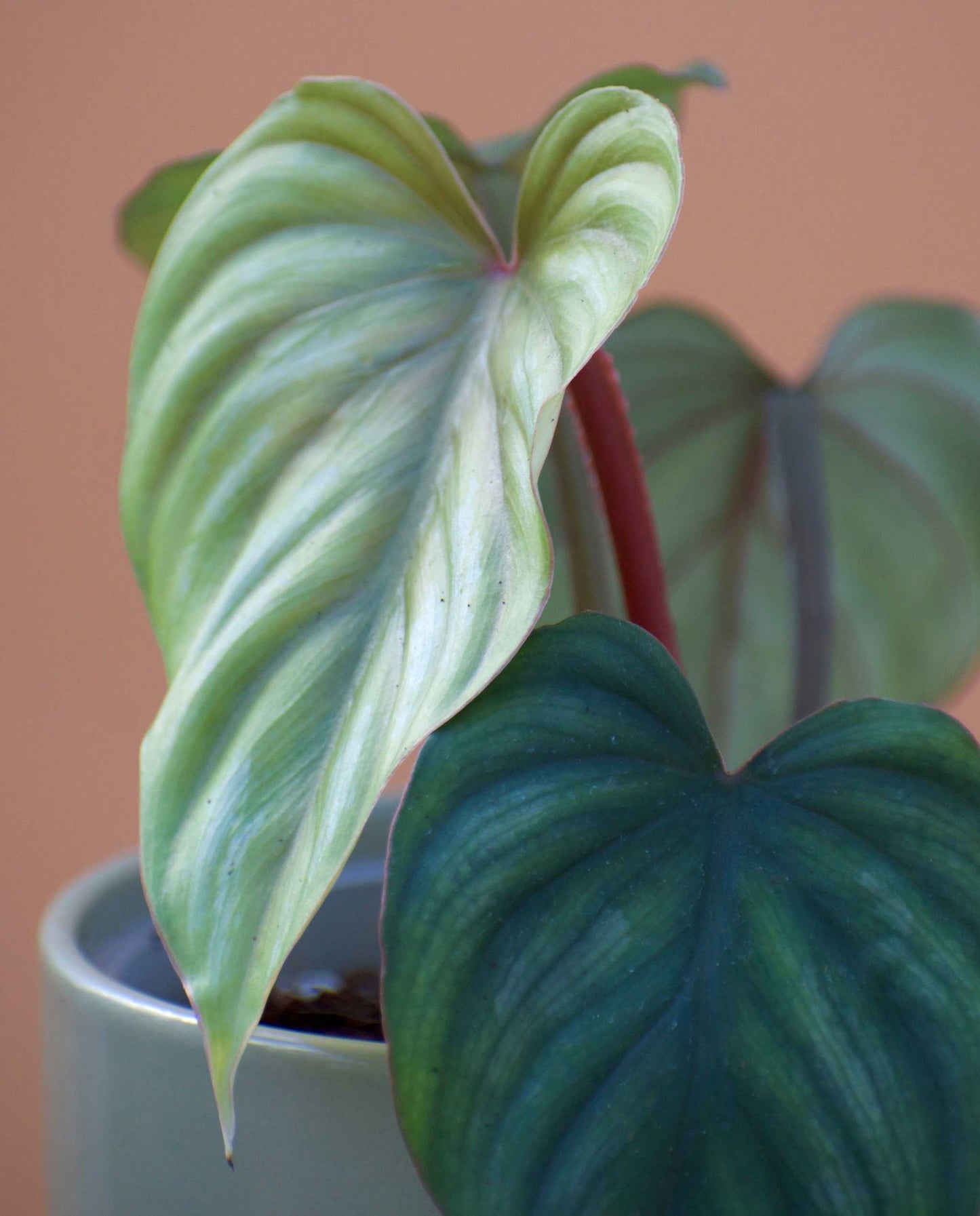 Philodendron mamei