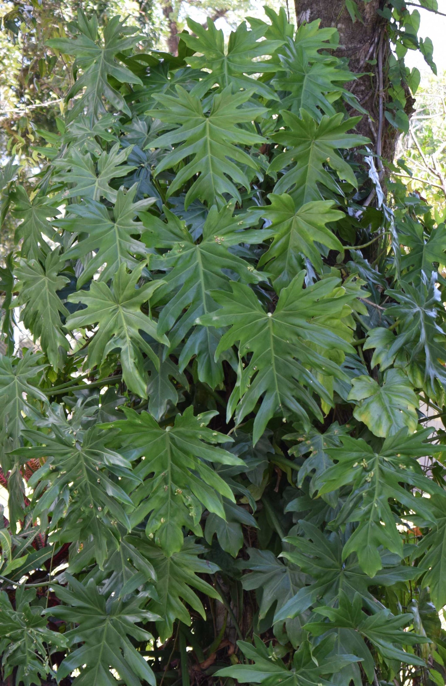 Philodendron mayoi