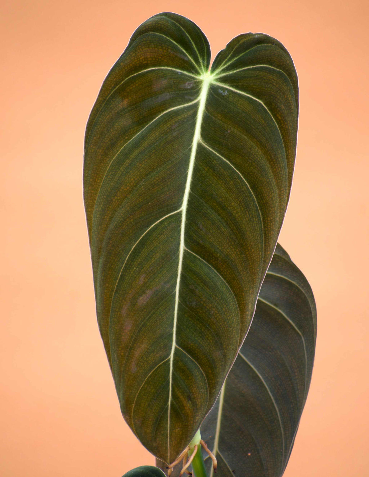 Philodendron melanochrysum