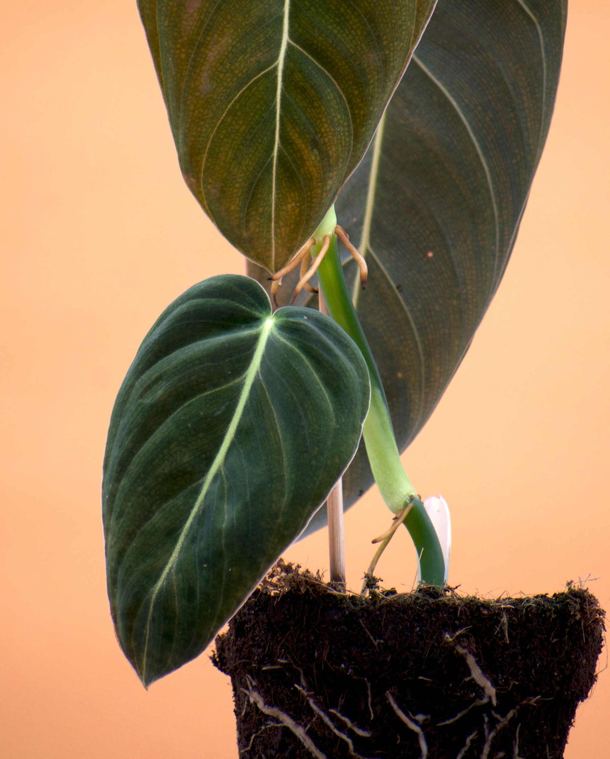 Philodendron melanochrysum