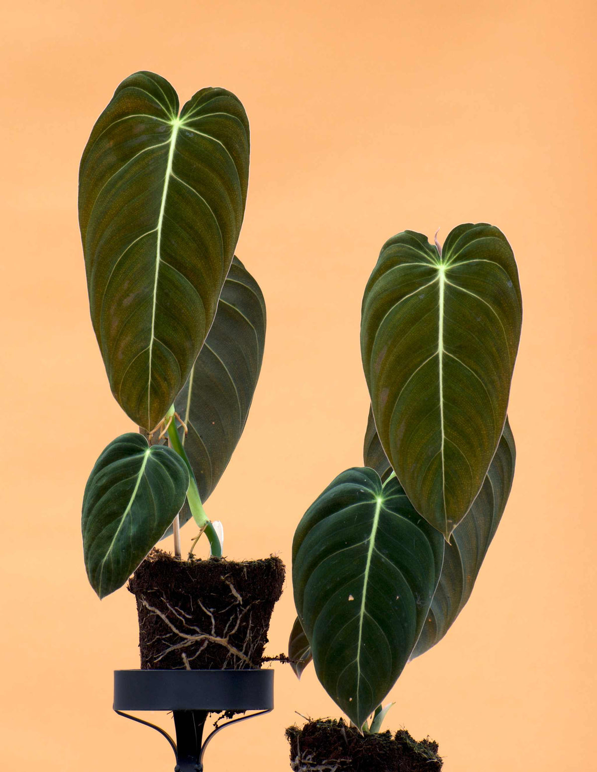 Philodendron melanochrysum