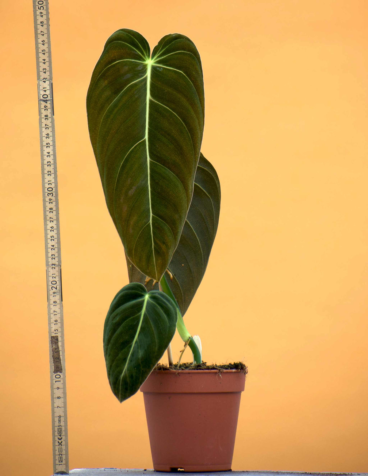 Philodendron melanochrysum storlek