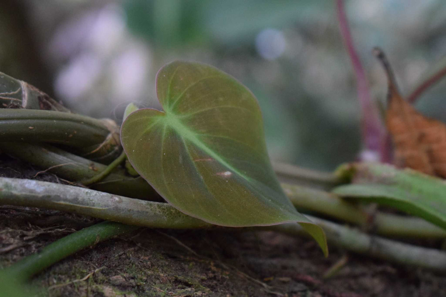 Philodendron micans