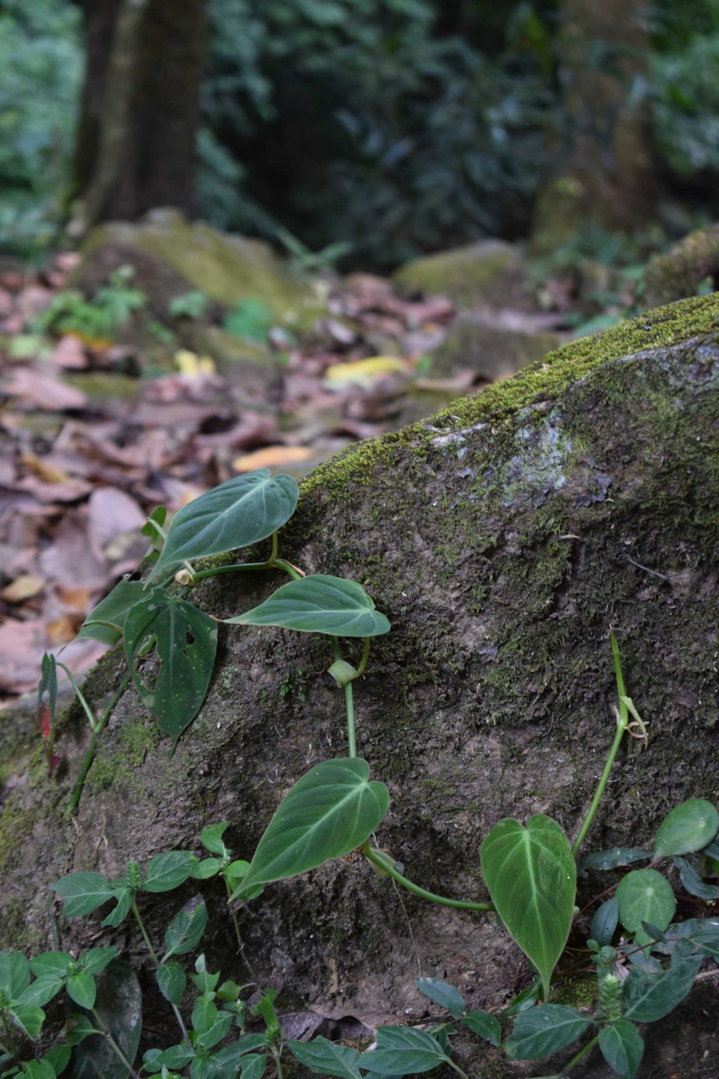 Philodendron micans
