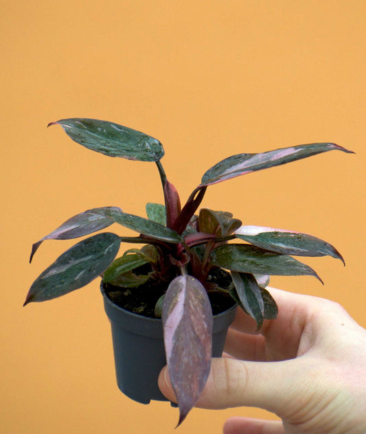 Philodendron 'Pink Princess Marble'