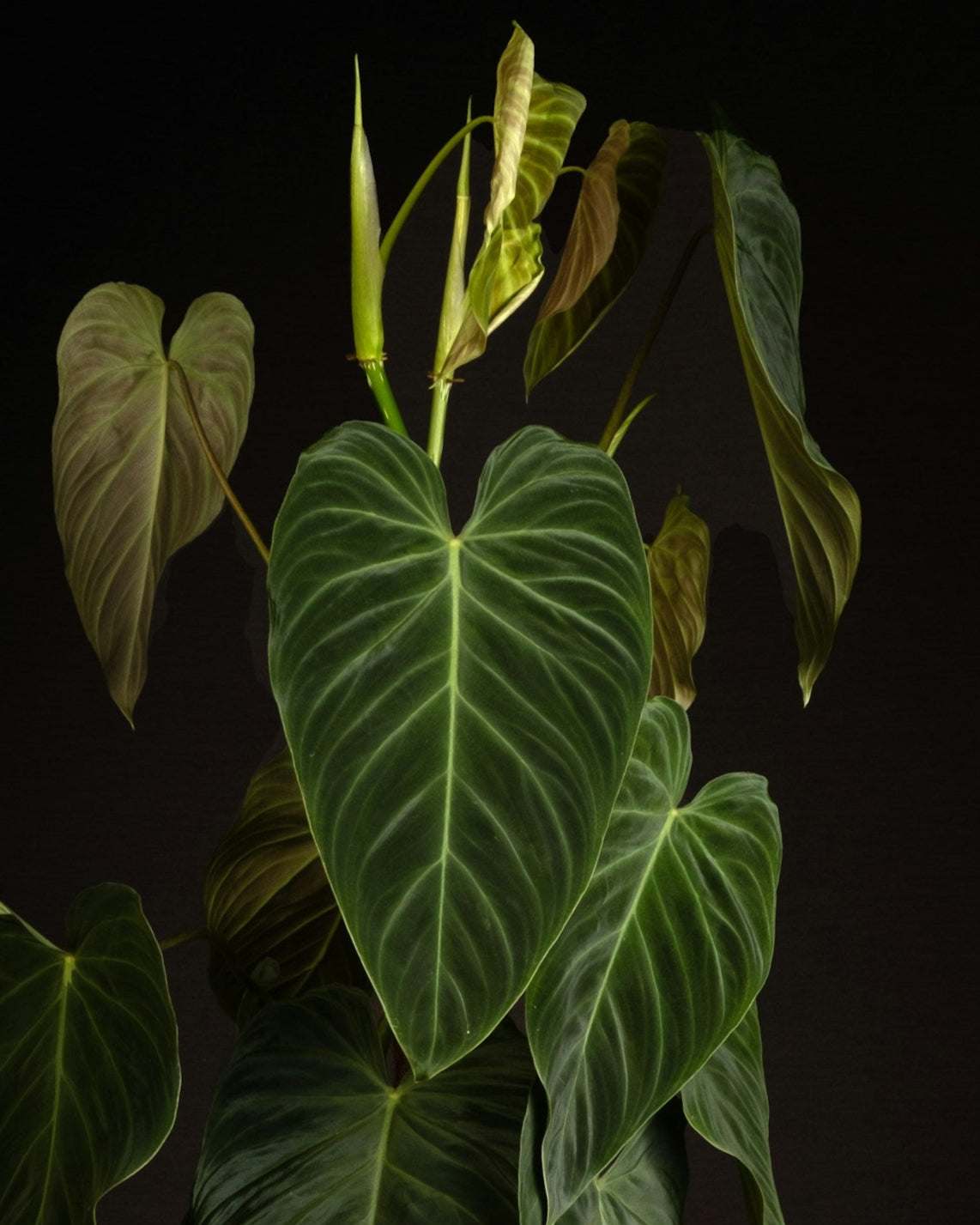 philodendron verrucosum melanochrysum hybrid Philodendron Splendid For Sale
