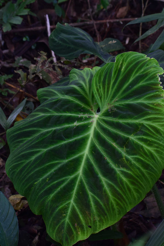 philodendron verrucosum