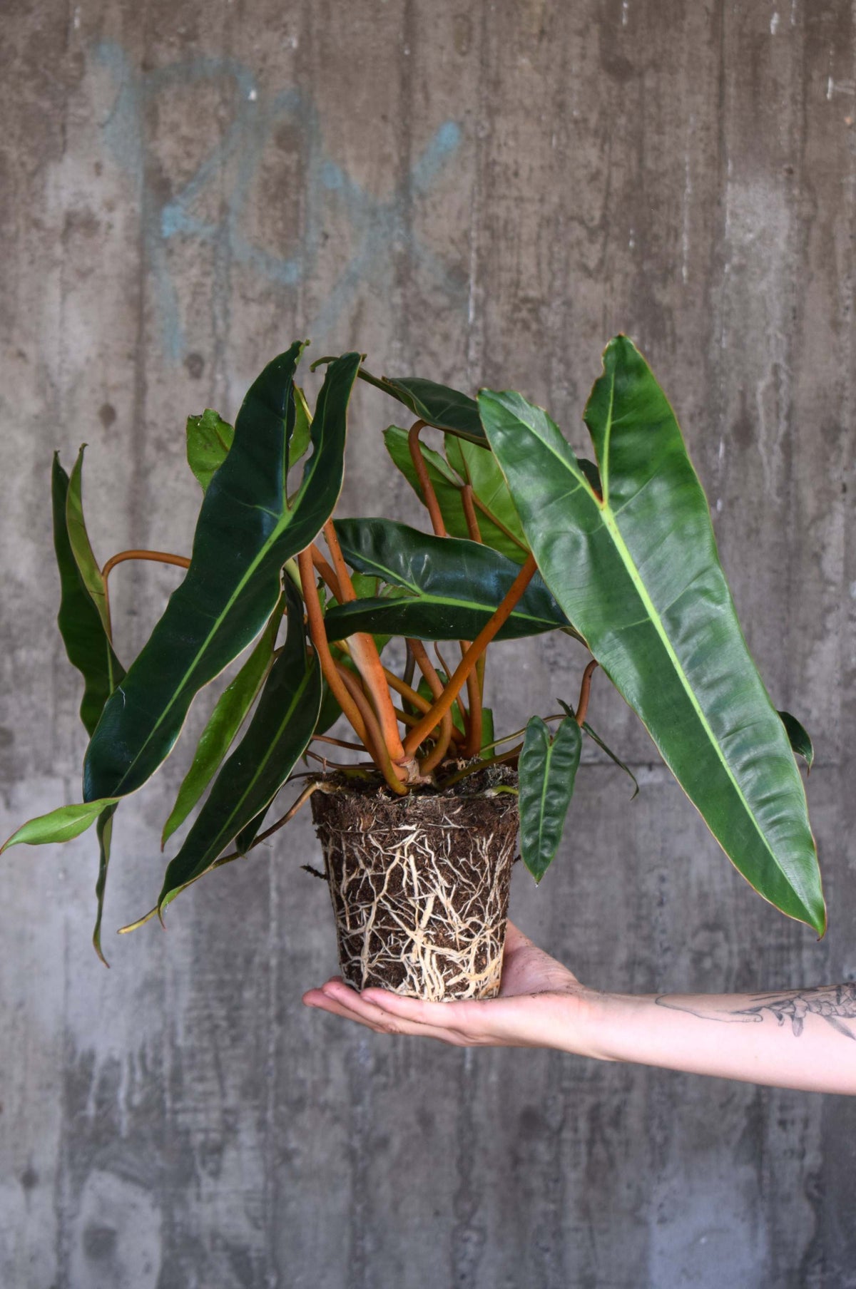 philodendron billietiae