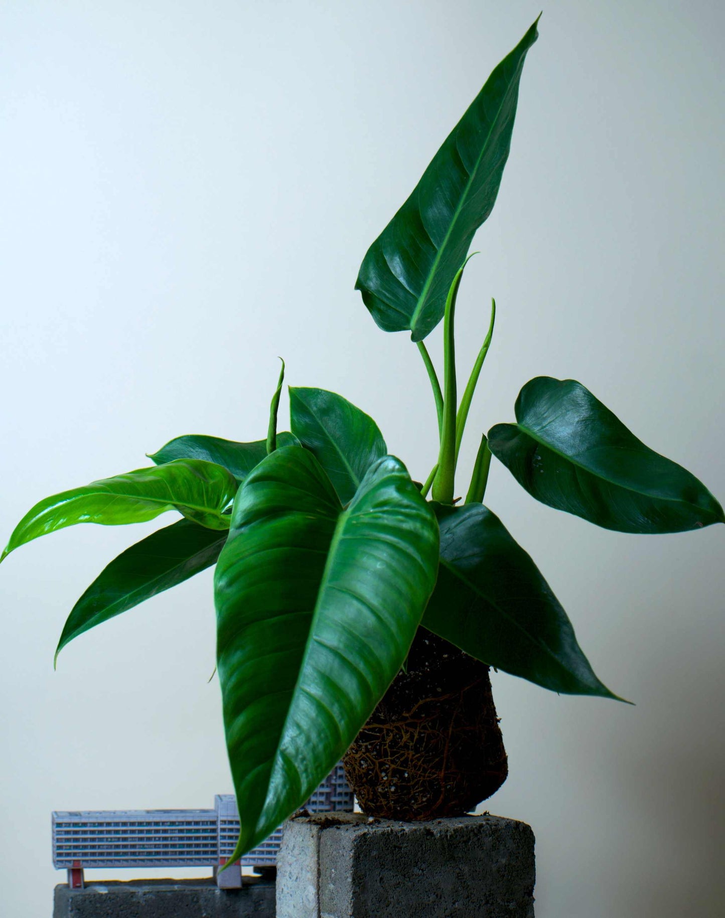 Philodendron brenesii