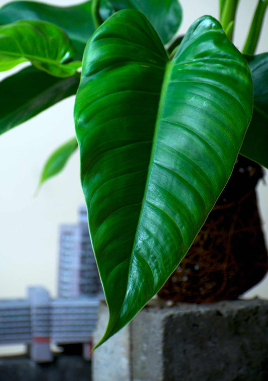 Philodendron brenesii