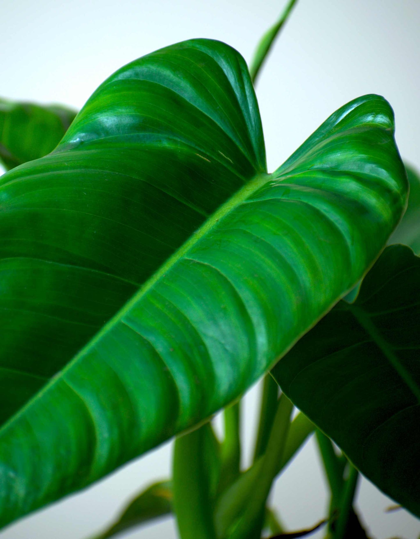 Philodendron brenesii