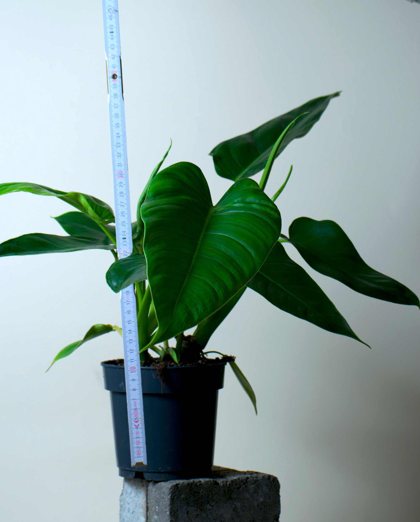 Philodendron brenesii
