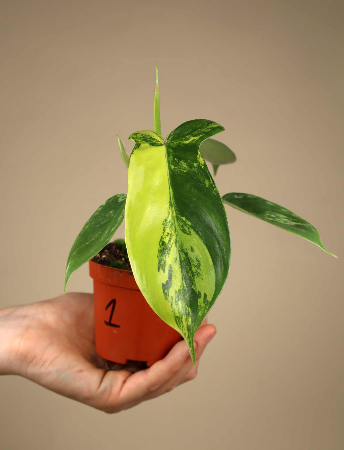 Philodendron Florida Schönheit