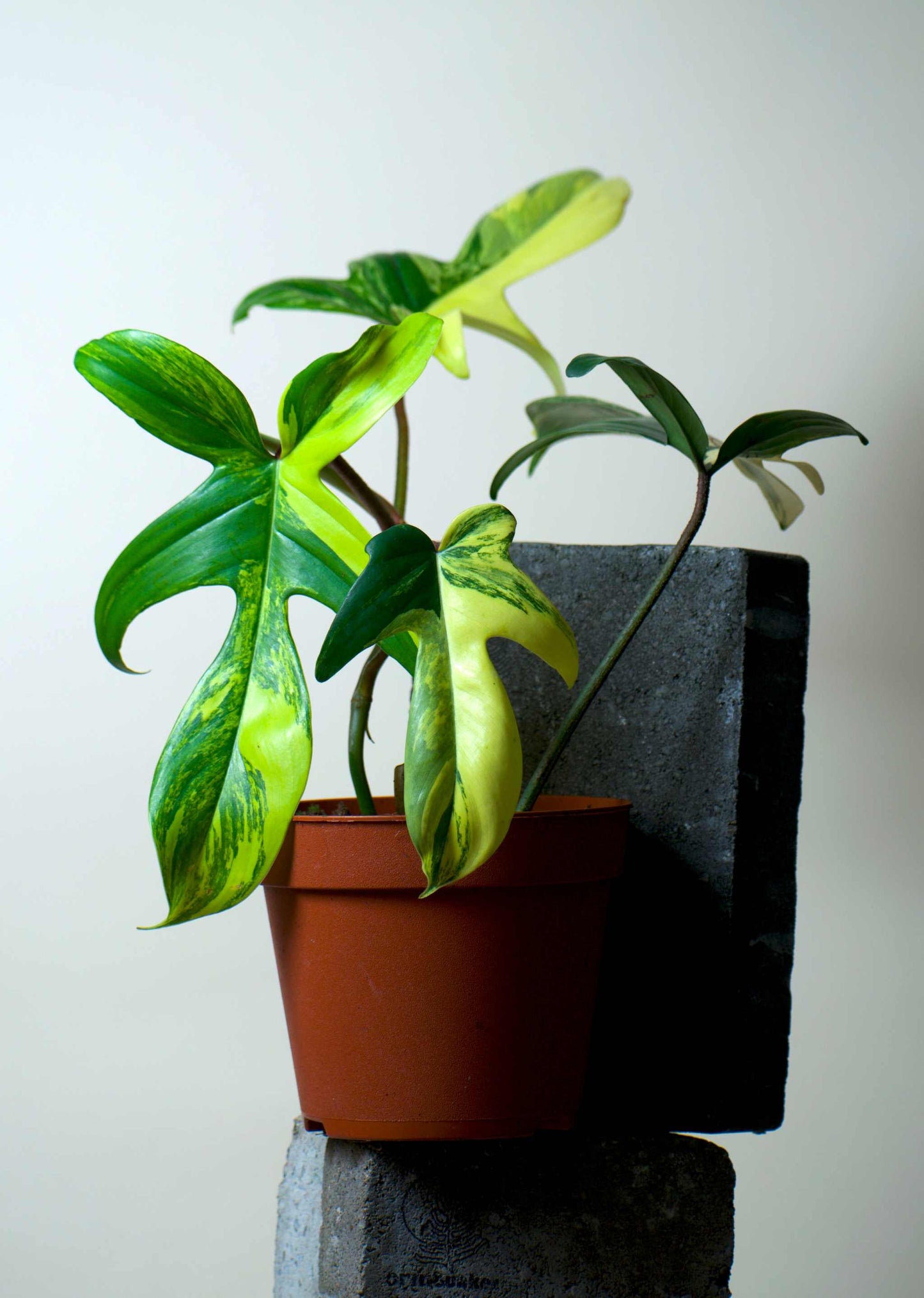 florida_beauty_variegata
