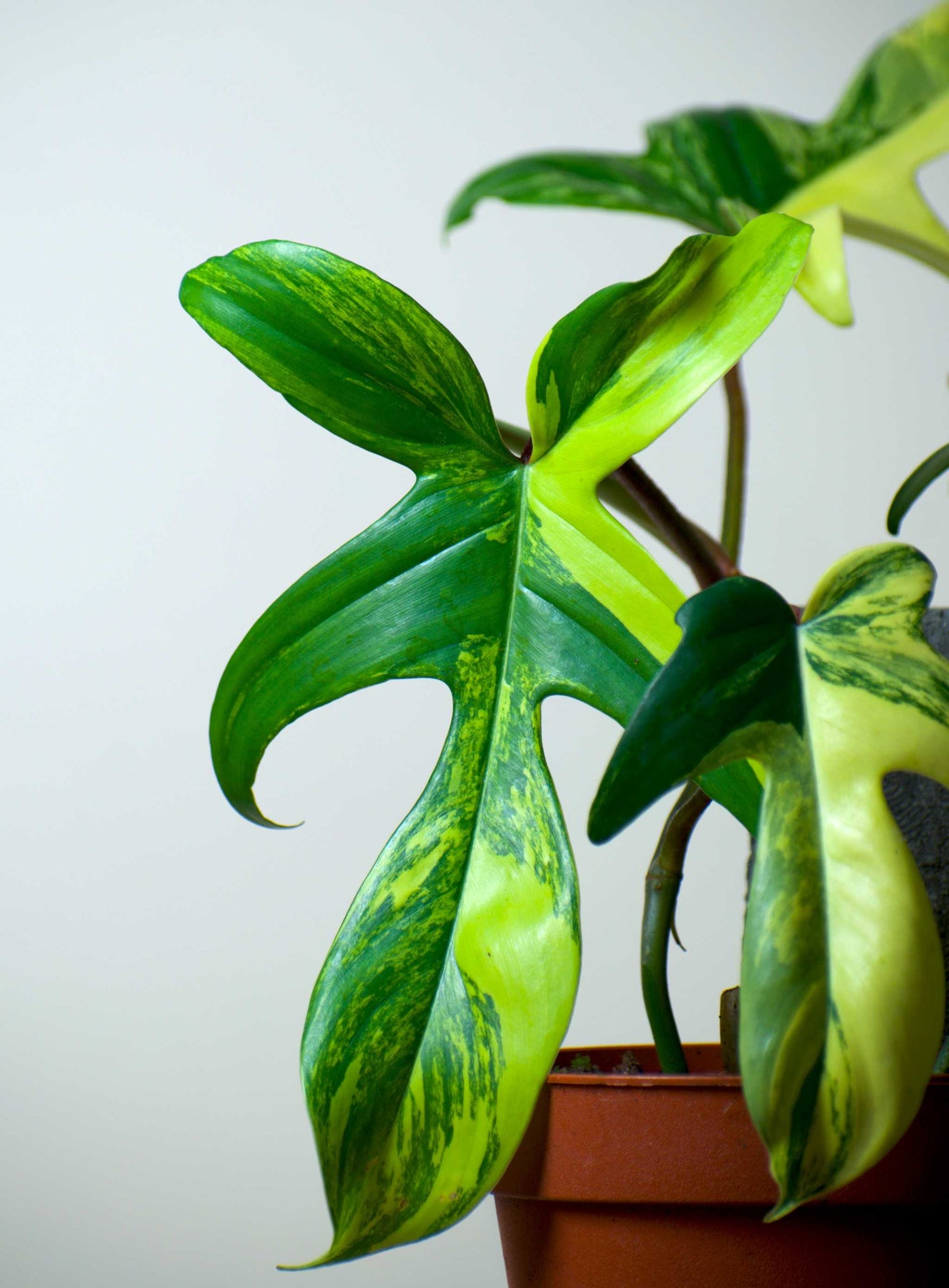 florida_beauty_variegata