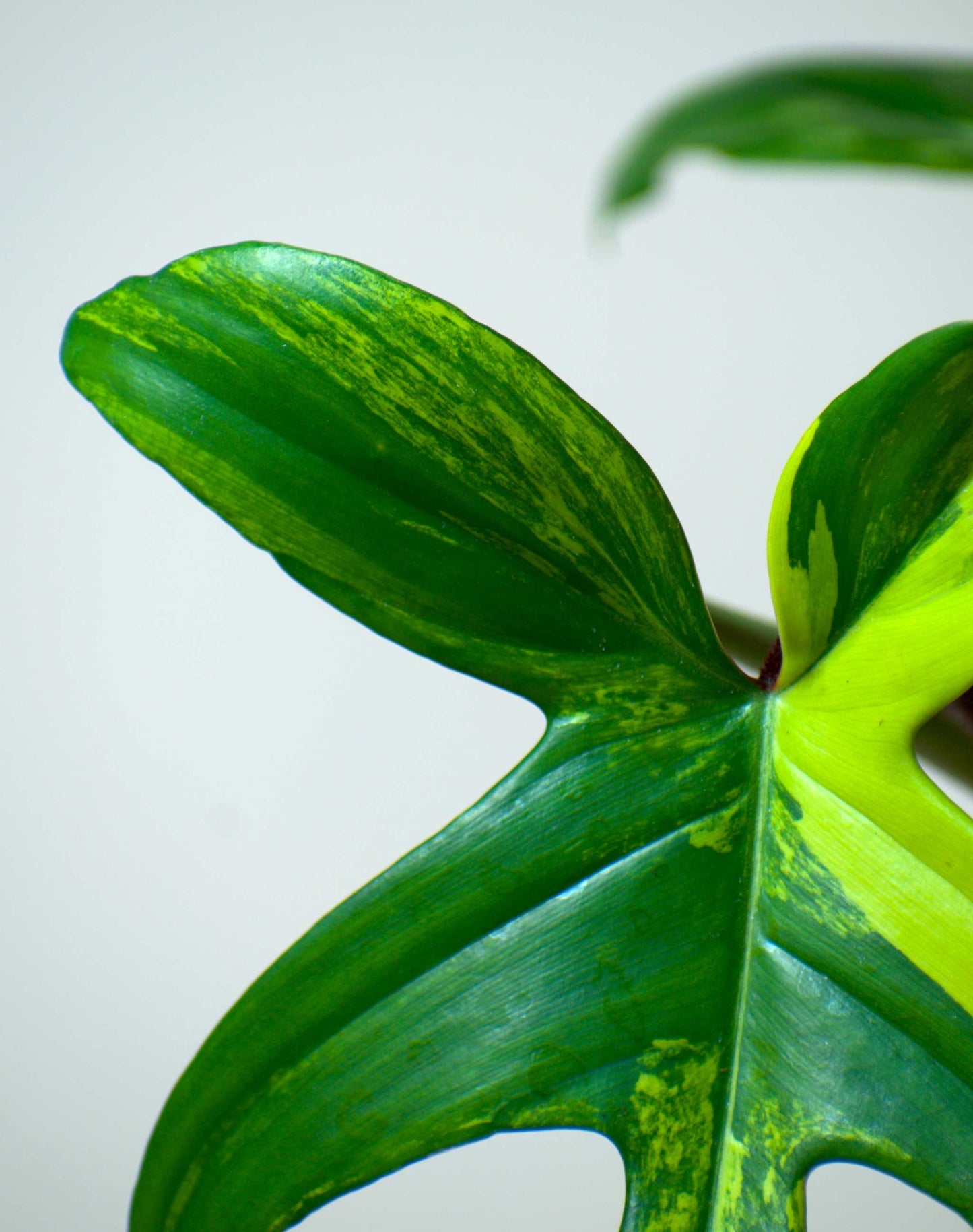 Philodendron florida beauty