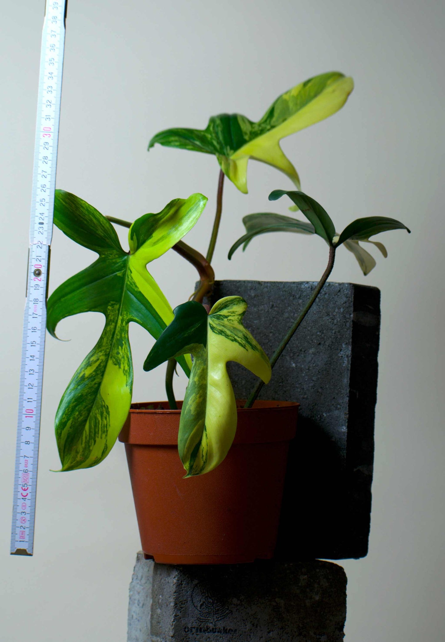 Philodendron florida beauty
