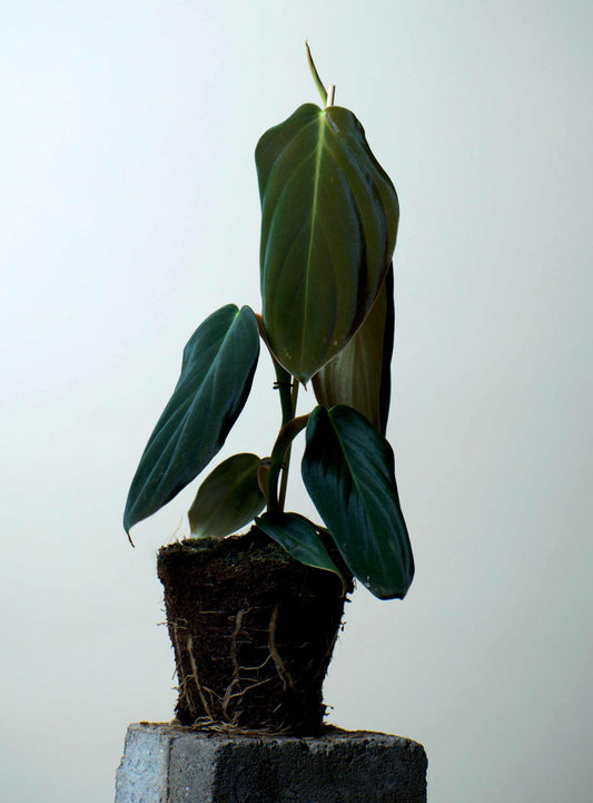 Philodendron gigas