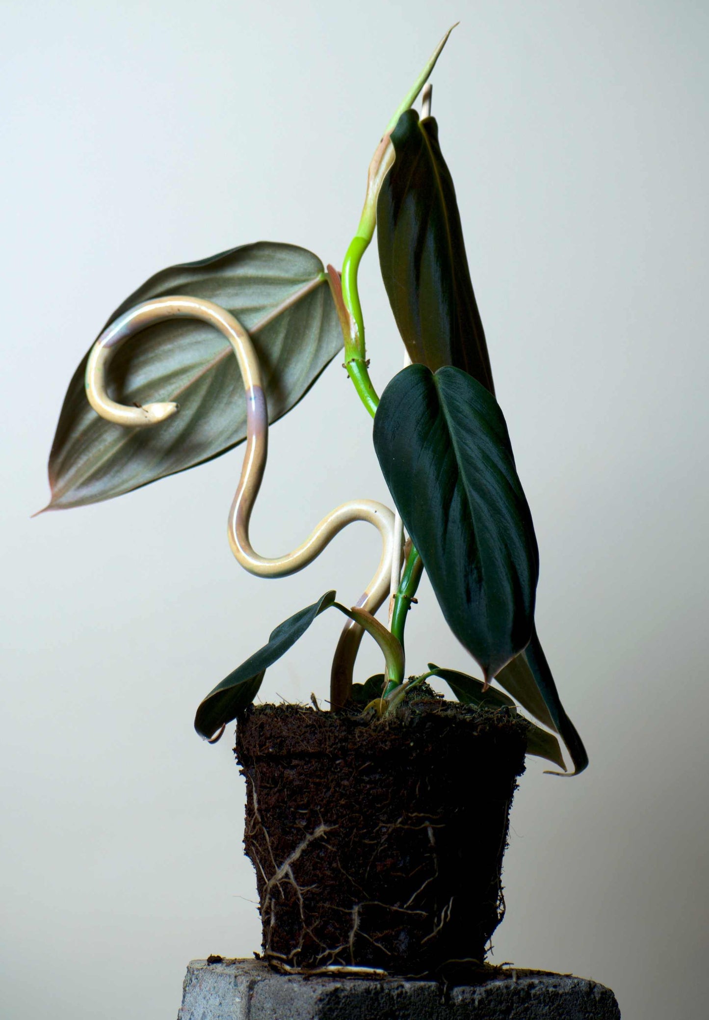Philodendron gigas