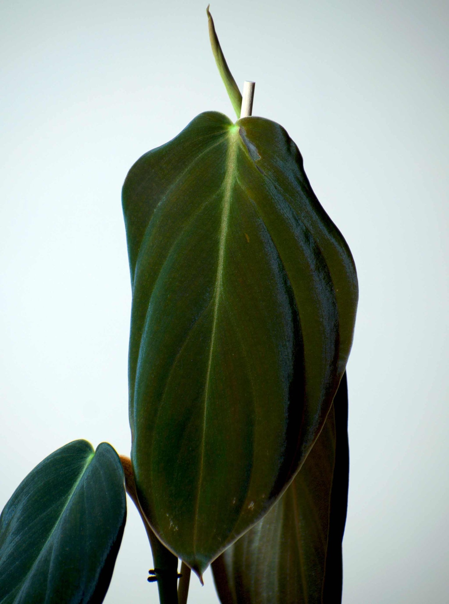 Philodendron gigas