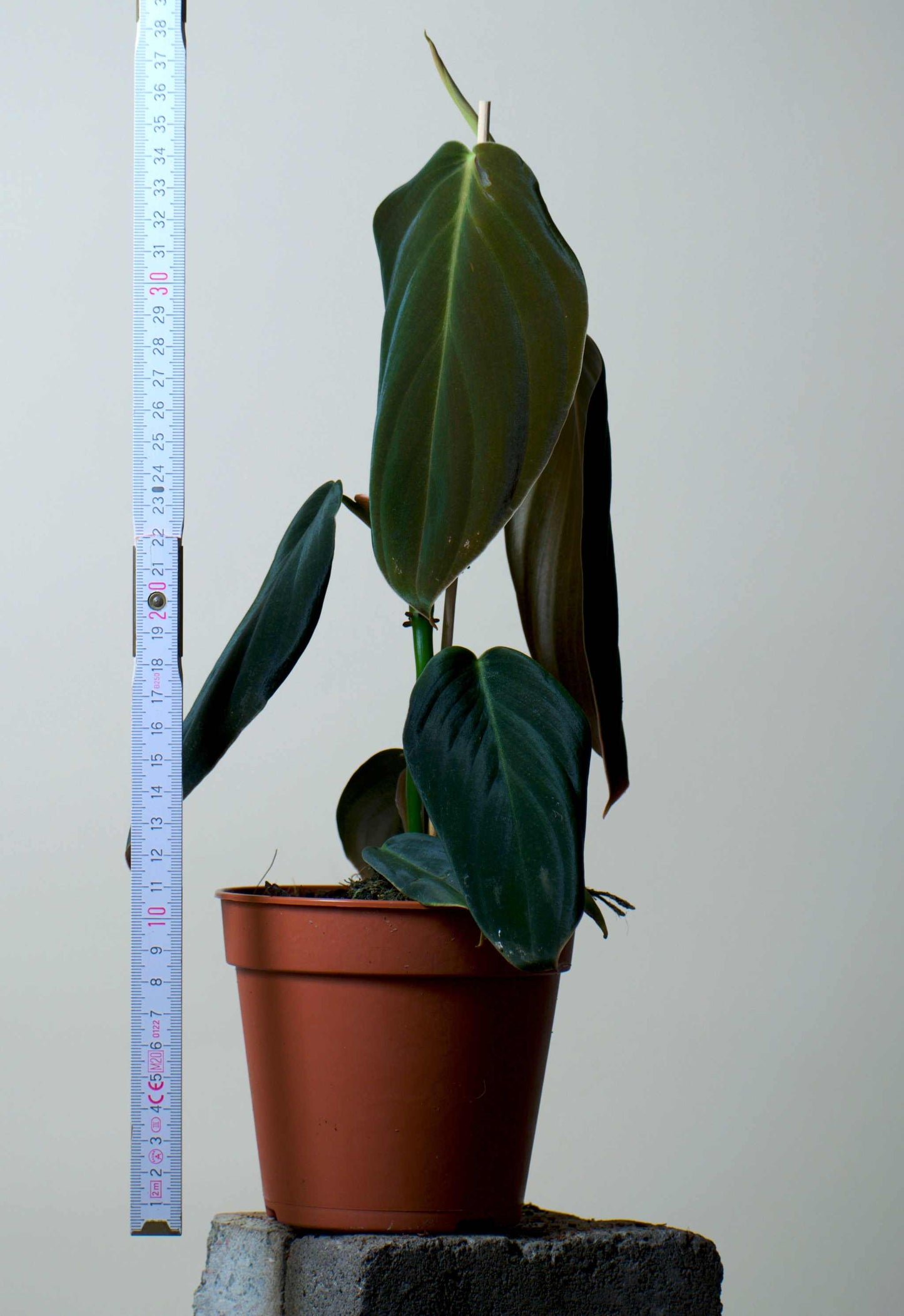 Philodendron gigas
