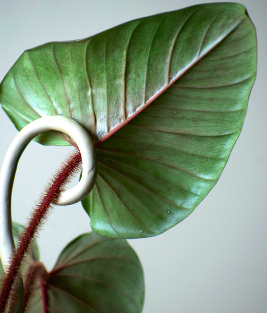 Philodendron squamiferum x serpens
