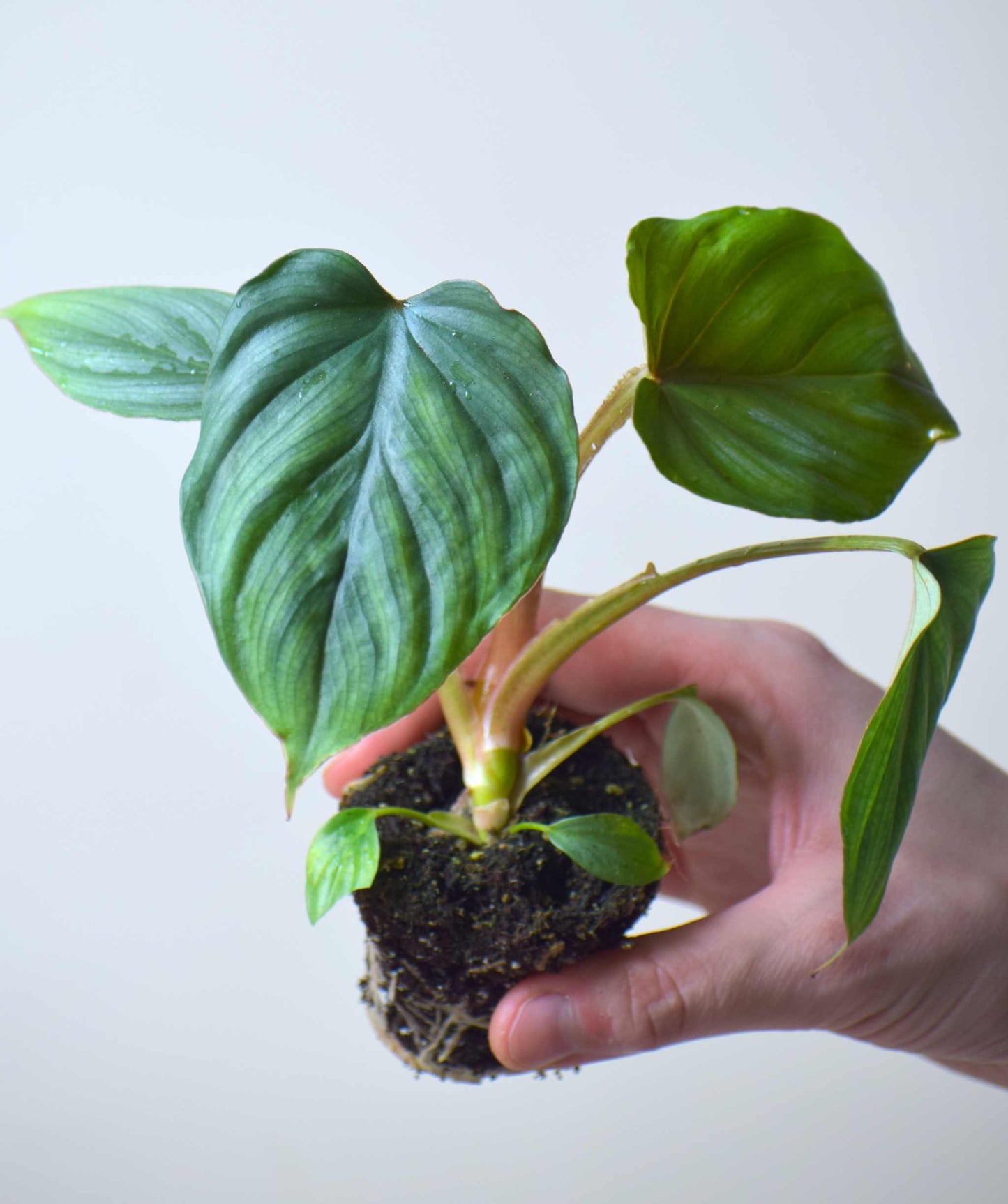 Philodendron mamei