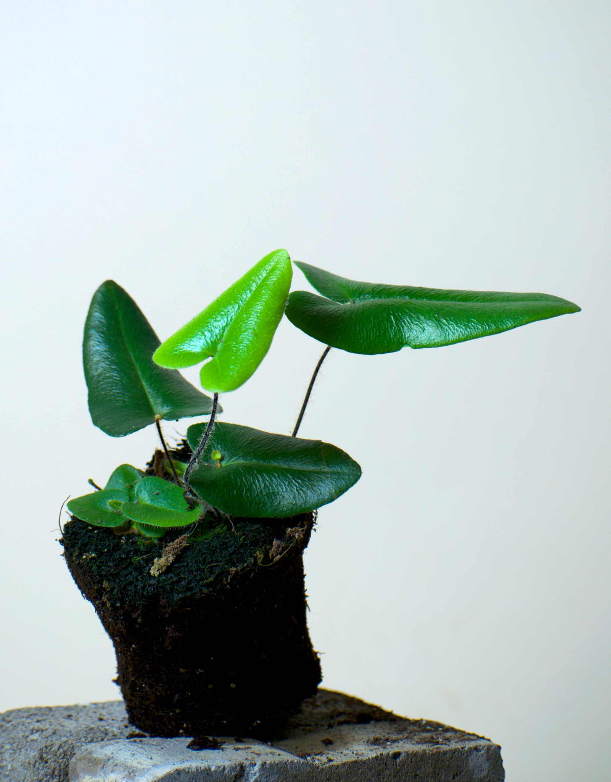 Hemionitis arifolia (Weidenfarn)