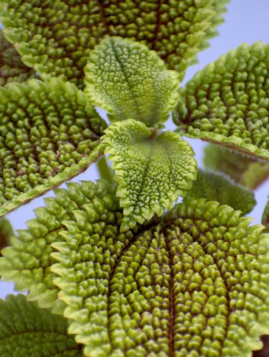 Pilea mollis 'Mondtal'