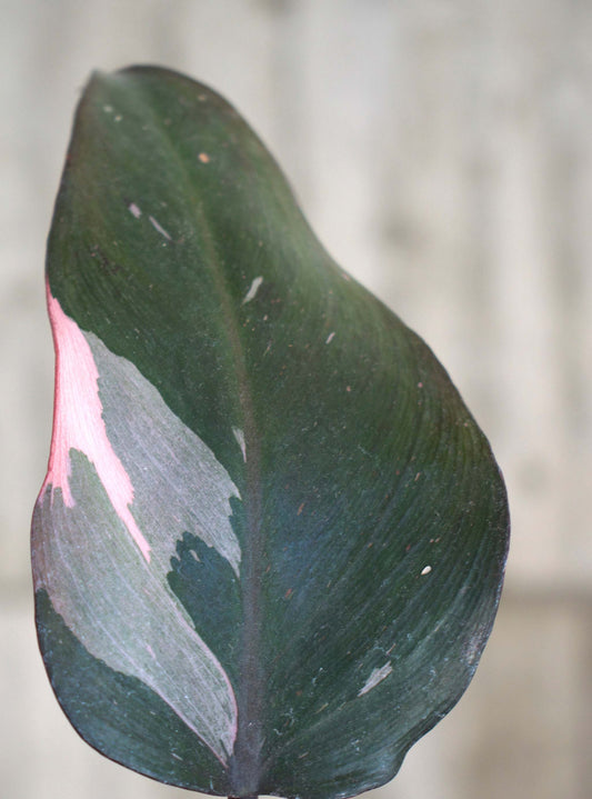 Philodendron 'Pink Princess'
