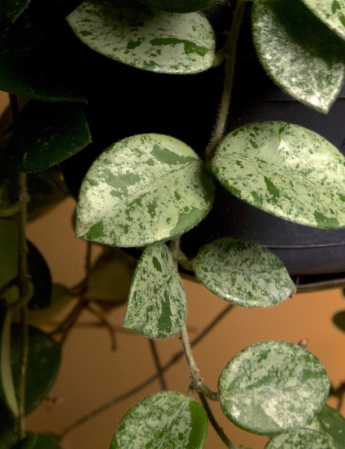 Hoya mathilde splash blad