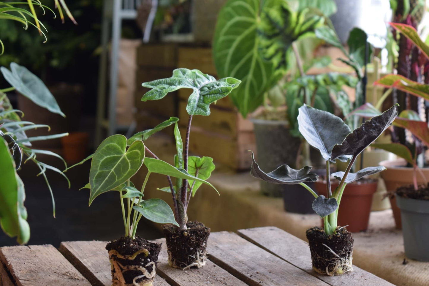 Rare plants kit cheap