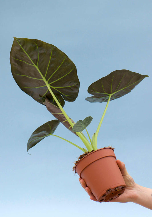 Alocasia 'Regal Shields'
