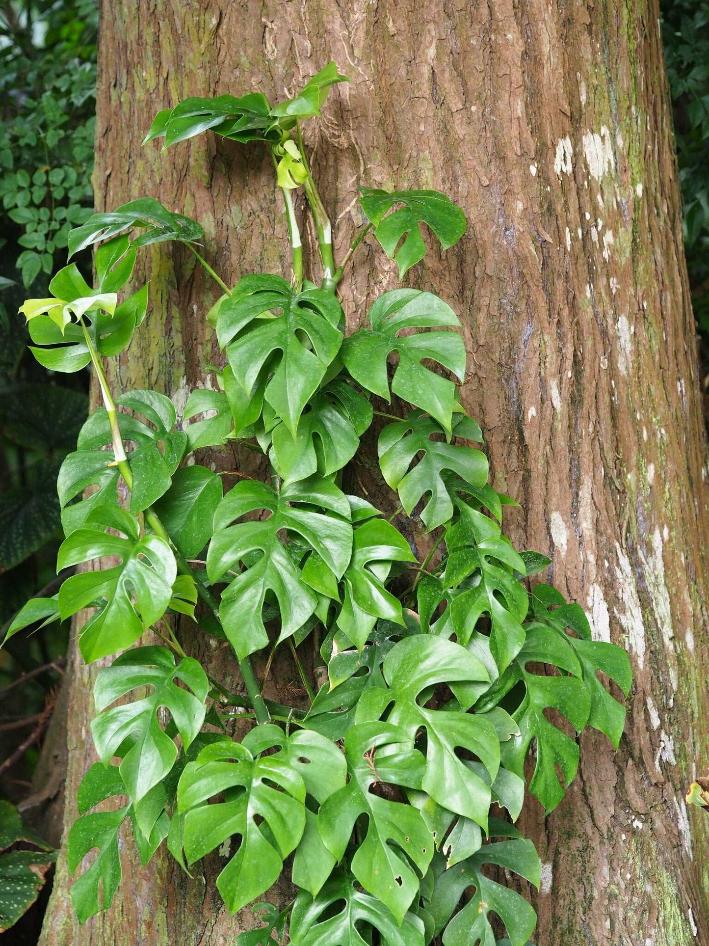 Rhaphidophora tetrasperma