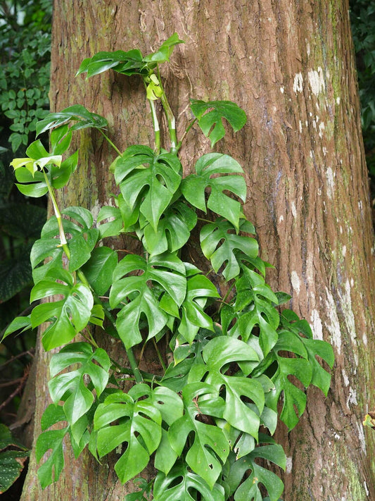 Rhaphidophora tetrasperma