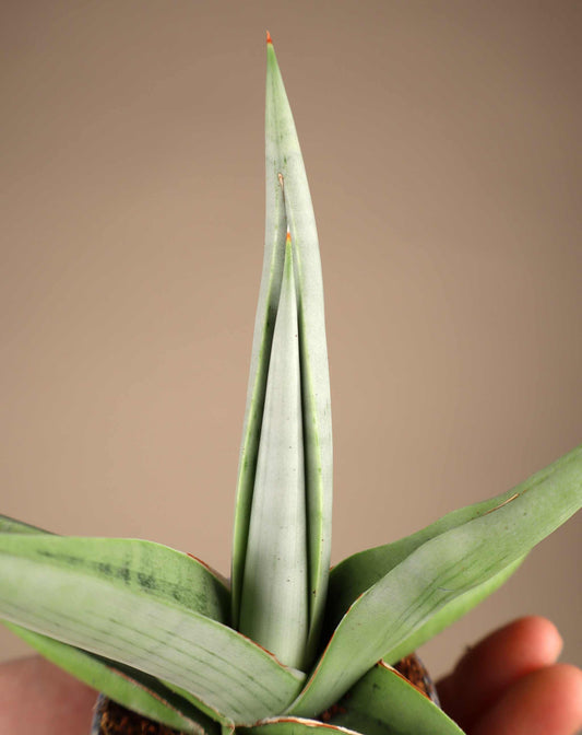 Sansevieria 'Chanin Crown'