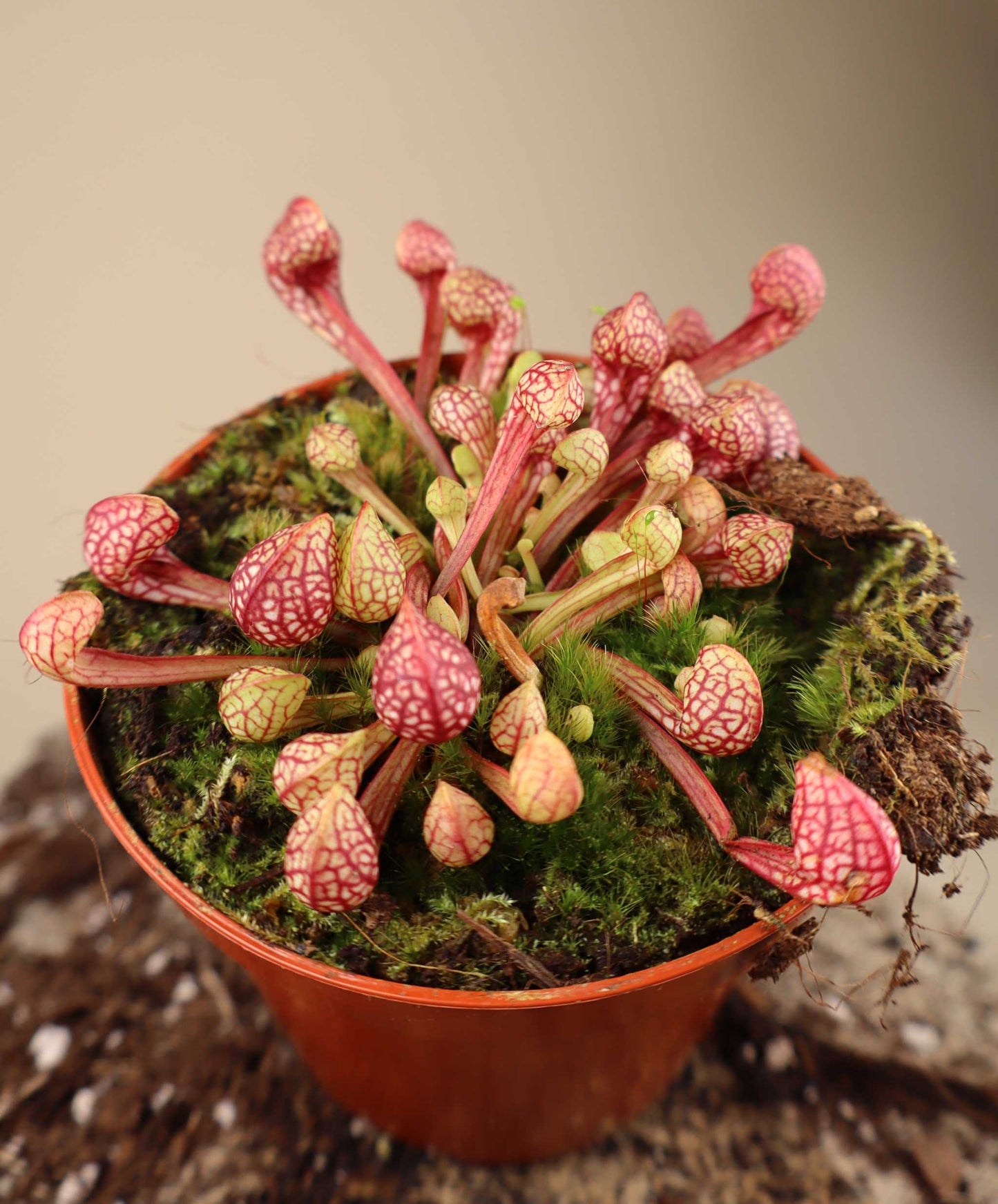 Sarracenia psittacina